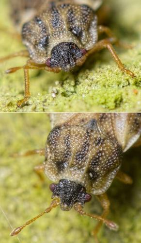 Réf. 160 258 : Piesma maculatum