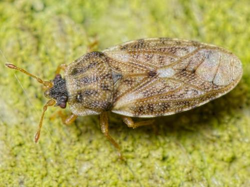Réf. 160 256 : Piesma maculatum