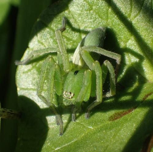 Micrommata ligurina