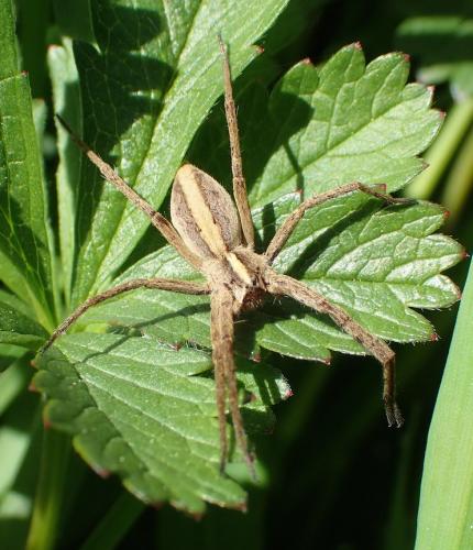 Pisaura mirabilis