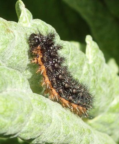 Melitaea phoebe