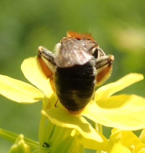 Réf. 160 140 : Andrena haemorrhoa