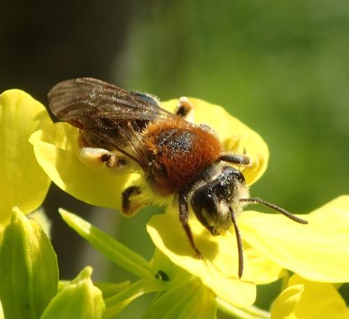 Réf. 160 139 : Andrena haemorrhoa