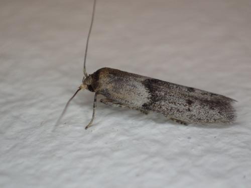 Blastobasis sp.