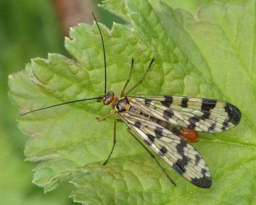 Panorpa meridionalis