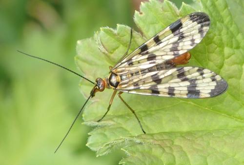Panorpa meridionalis