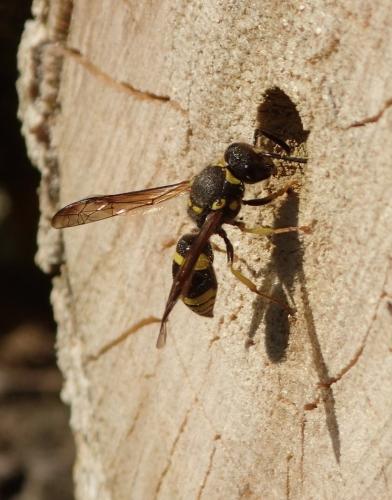Ancistrocerus sp.