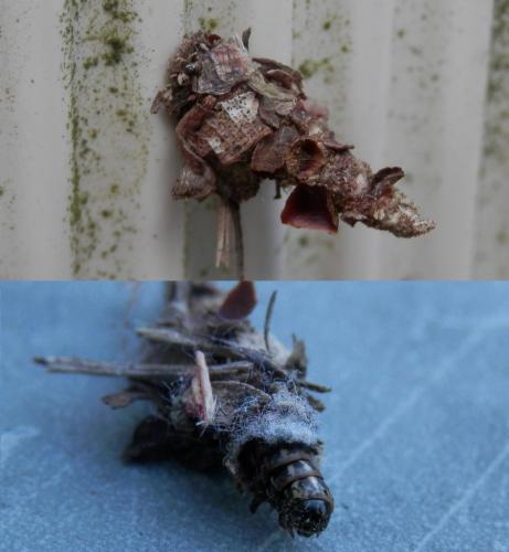 Réf. 160 398 : Canephora hirsuta