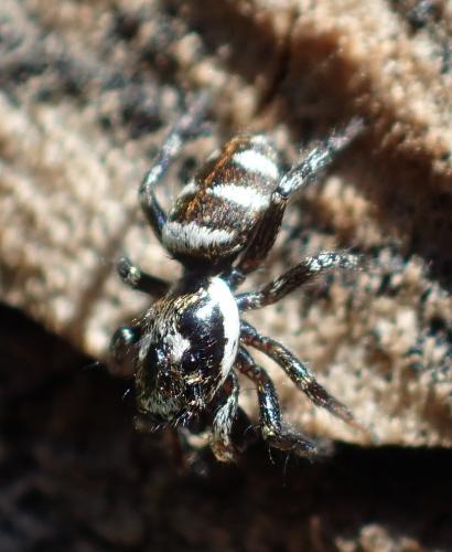 Salticus scenicus