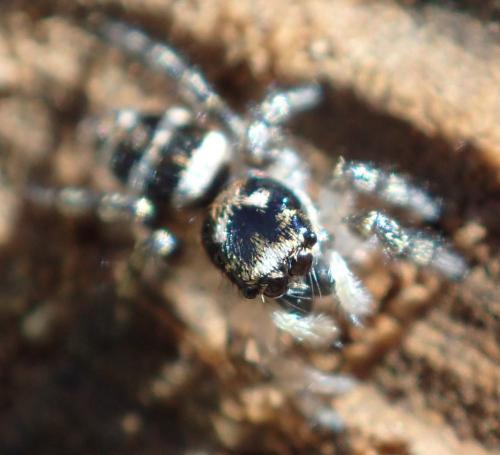 Réf. 160 750 : Salticus scenicus
