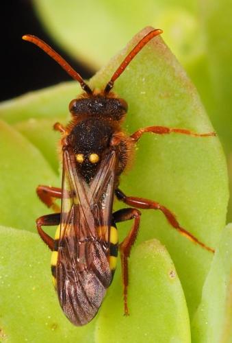 Réf. 160 387 : Nomada lathburiana