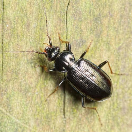 Loricera pilicornis