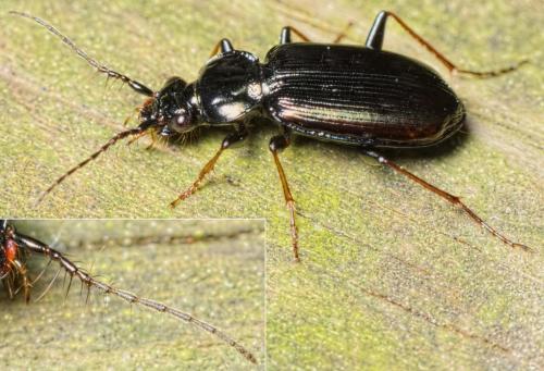 Loricera pilicornis