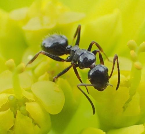 Camponotus piceus