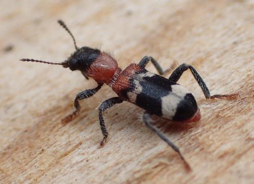 Réf. 160 704 : Thanasimus formicarius