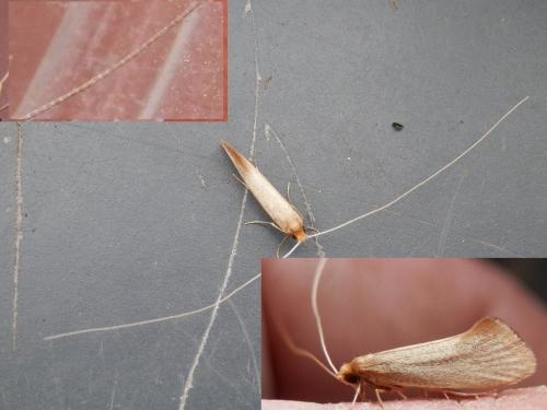 Réf. 160 679 : Nematopogon swammerdamella