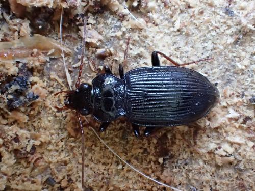 Réf. 160 834 : Nebria brevicollis