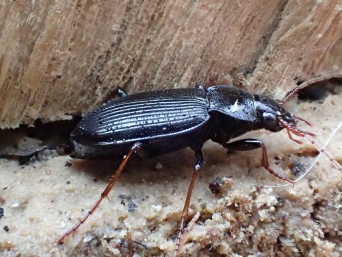 Réf. 160 837 : Nebria brevicollis