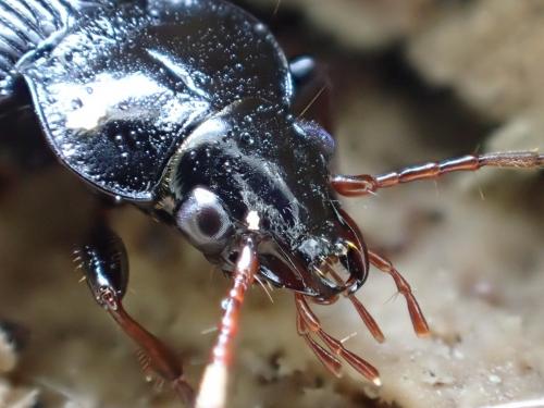 Réf. 160 838 : Nebria brevicollis