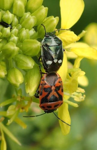 Réf. 160 856 : Eurydema sp.