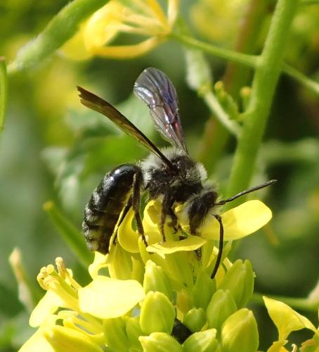 Andrena agilissima