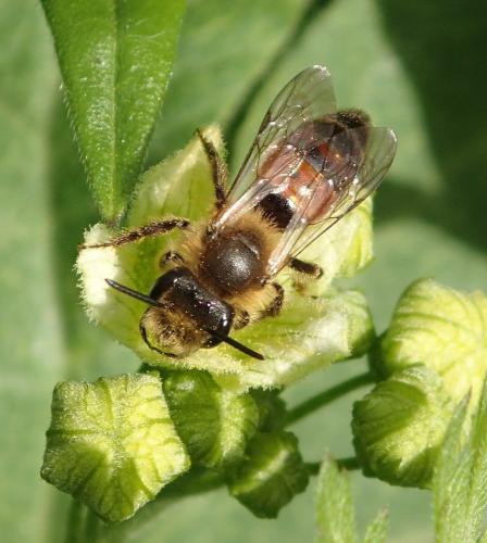 Andrena florea