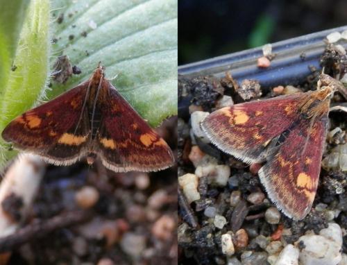 Réf. 160 810 : Pyrausta aurata