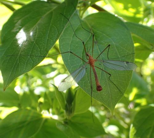 Réf. 160 974 : Tipula lunata