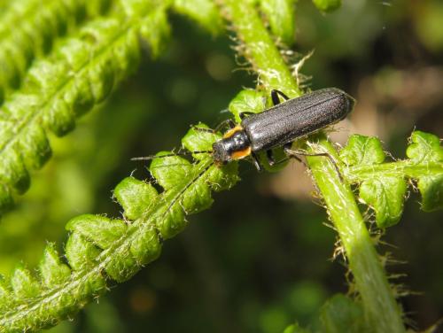 Réf. 160 766 : Cantharis obscura