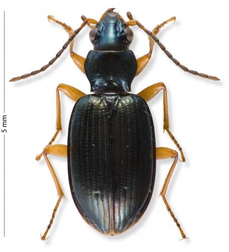 Bembidion monticola