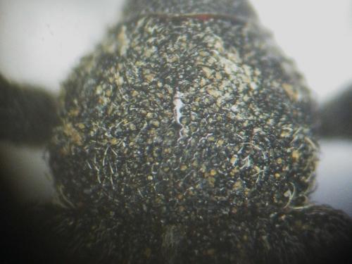 Procas armillatus