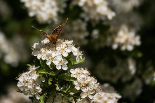 Melitaea cinxia