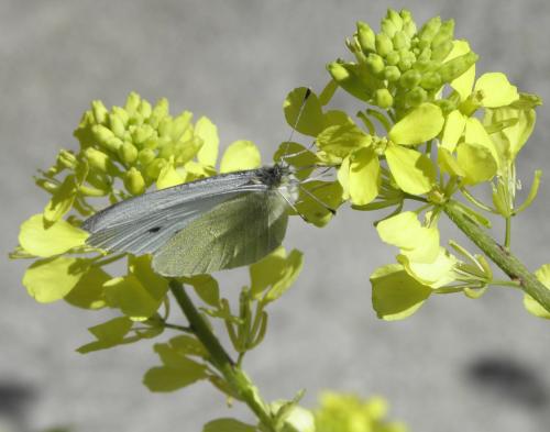 Pieris rapae