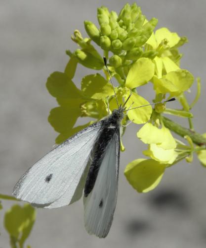 Pieris rapae