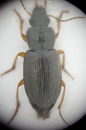 Réf. 160 729 : Parophonus maculicornis