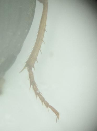 Parophonus maculicornis