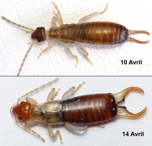 Forficula decipiens