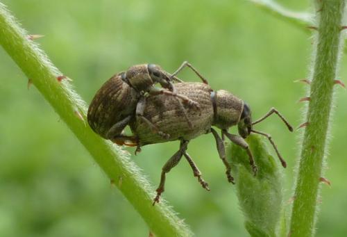 Réf. 160 508 : Peritelus sphaeroides