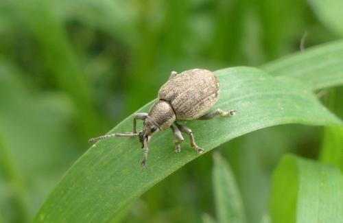 Réf. 160 509 : Peritelus sphaeroides
