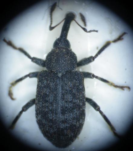 Procas armillatus