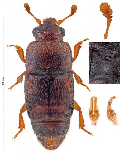 Carpophilus nepos