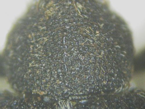 Procas armillatus