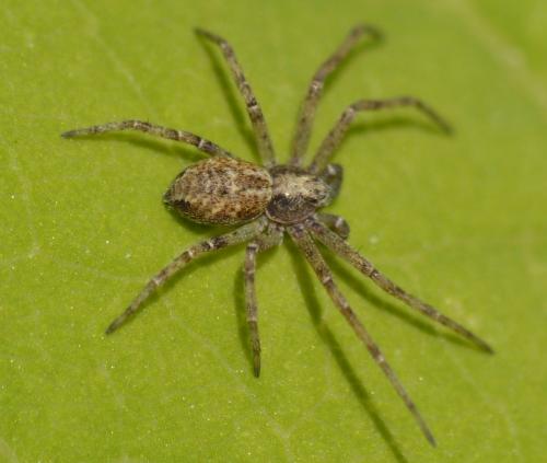 Philodromus sp.