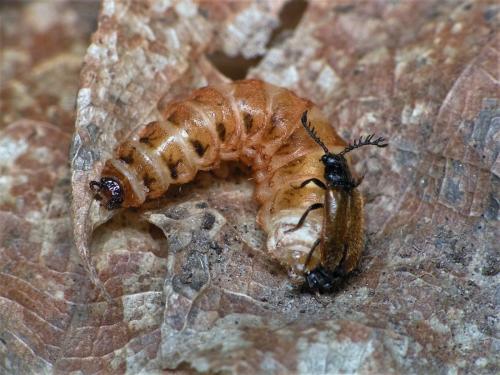 Drilus flavescens