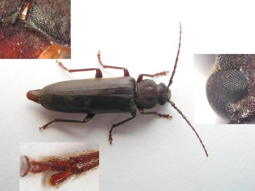 Réf. 160 208 : Arhopalus rusticus