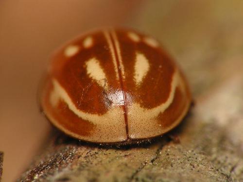 Myzia oblongoguttata