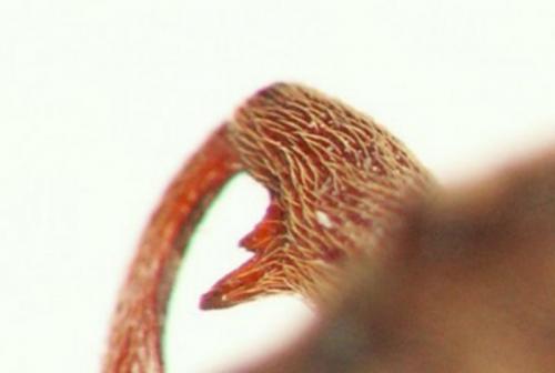 Réf. 160 601 : Anthonomus rectirostris
