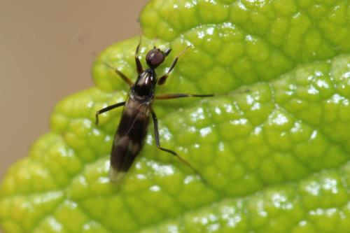 Réf. 160 943 : Tachydromia sp.