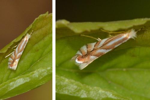 Réf. 160 500 : Phyllonorycter distentella