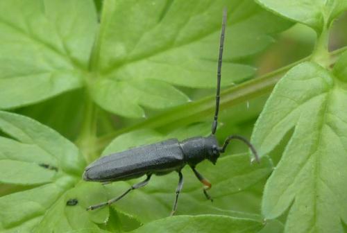 Réf. 160 234 : Phytoecia cylindrica